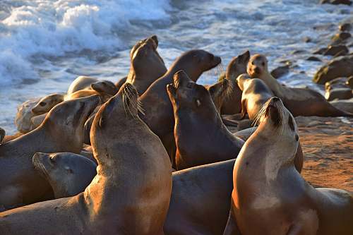 sea lion seal on the sea shore la jolla